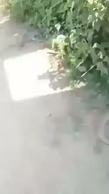 Amateur Outdoor Walk on Sunny Dirt Path